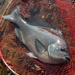 クチブトグレの釣果