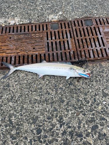 鞠山海遊パーク