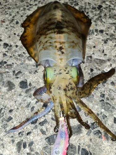 アオリイカの釣果