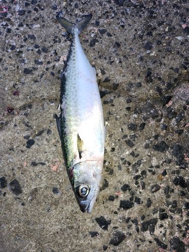サバの釣果