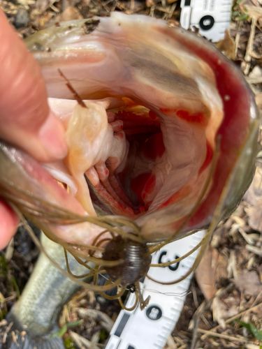 ブラックバスの釣果