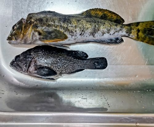 アイナメの釣果