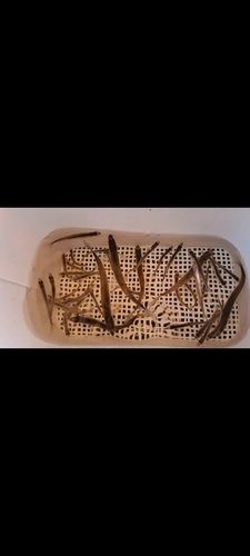 ワカサギの釣果