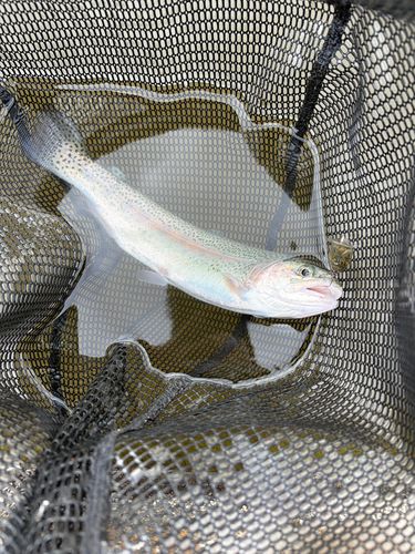 ニジマスの釣果