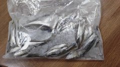 ワカサギの釣果