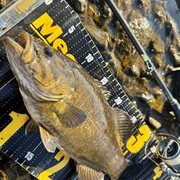 スモールマウスバス