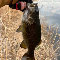 スモールマウスバス