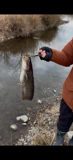 ニホンナマズの釣果
