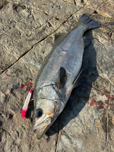 ヒラスズキの釣果