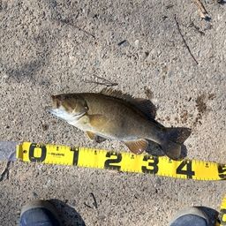 スモールマウスバス