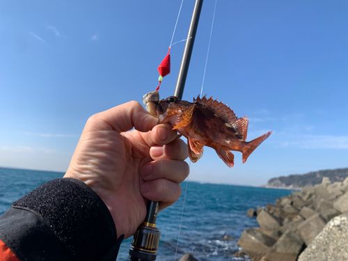 カサゴの釣果