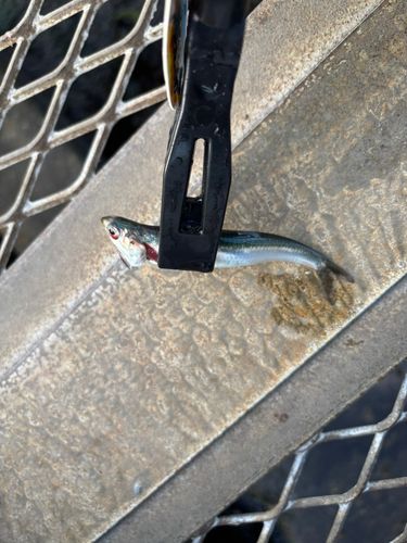 カタクチイワシの釣果