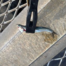 カタクチイワシ