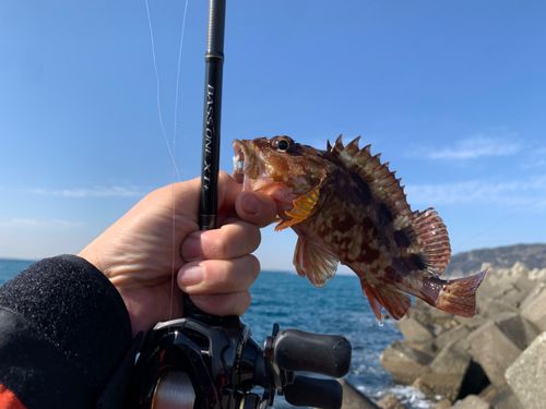 カサゴの釣果