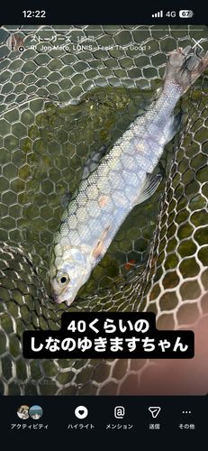 シナノユキマスの釣果