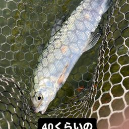 シナノユキマス