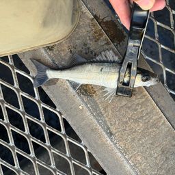 セイゴ（ヒラスズキ）