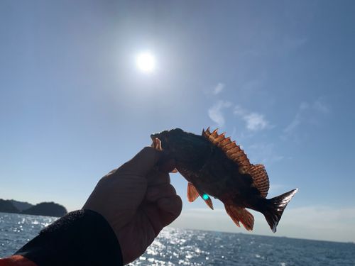 カサゴの釣果