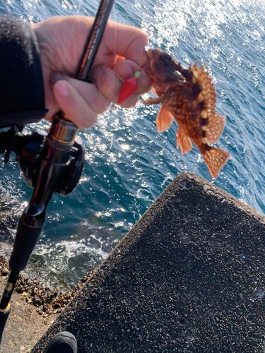 カサゴの釣果