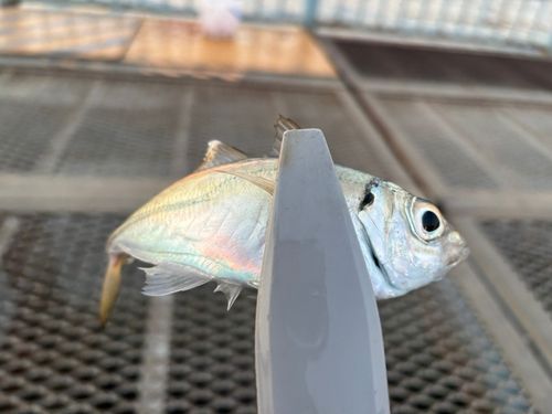 大黒海づり施設