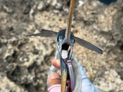 ハマダツの釣果