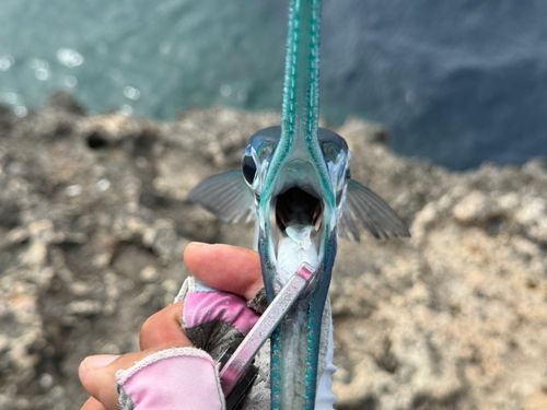 テンジクダツの釣果