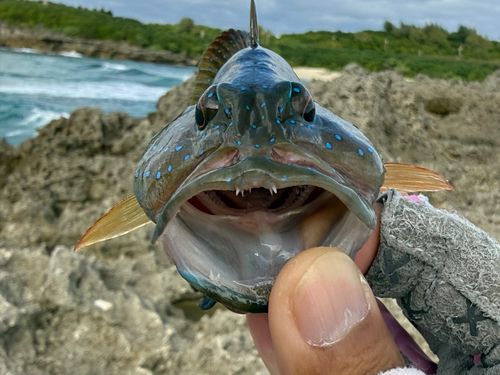スジアラの釣果