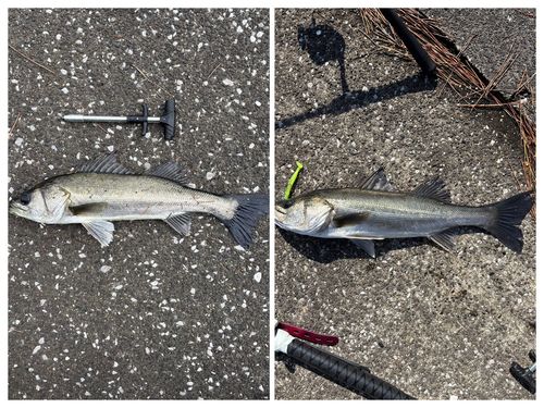 シーバスの釣果