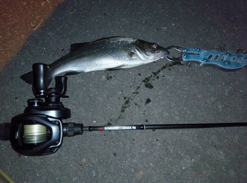 セイゴ（マルスズキ）の釣果