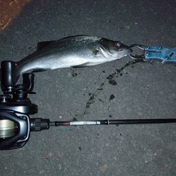 セイゴ（マルスズキ）