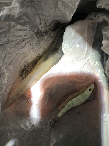 ヤリイカの釣果