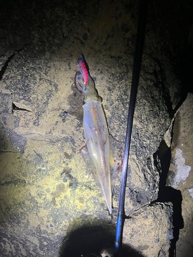 ヤリイカの釣果