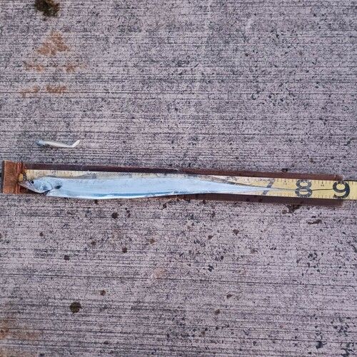 タチウオの釣果