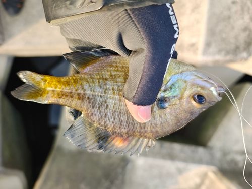 ブルーギルの釣果