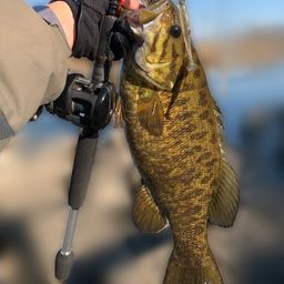 スモールマウスバス