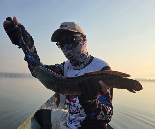 ライギョの釣果