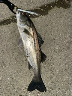 フッコ（マルスズキ）の釣果