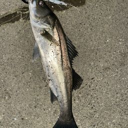 フッコ（マルスズキ）