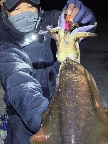 アオリイカの釣果