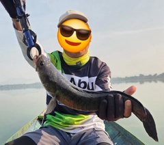 ライギョの釣果