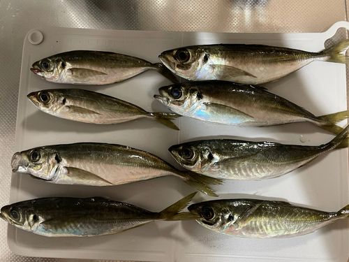 アジの釣果