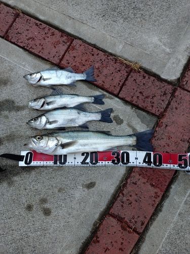 セイゴ（マルスズキ）の釣果