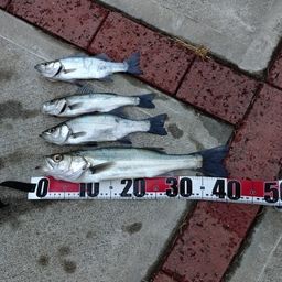 セイゴ（マルスズキ）