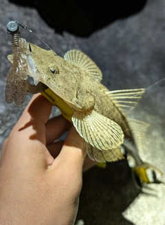 ミナミマゴチの釣果