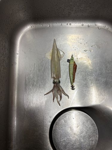 ヤリイカの釣果