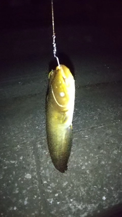 ナマズの釣果