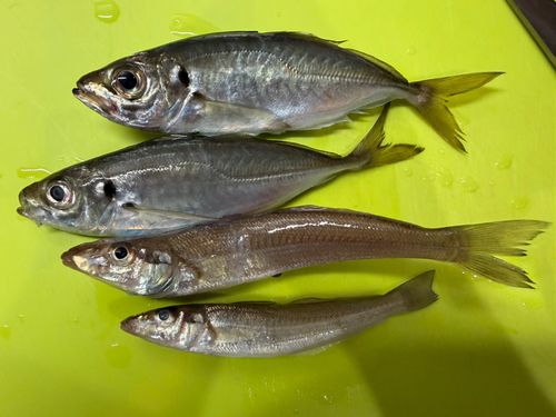 本牧海づり施設