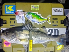 シーバスの釣果