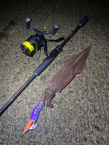 ヤリイカの釣果