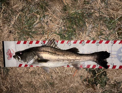 スズキの釣果